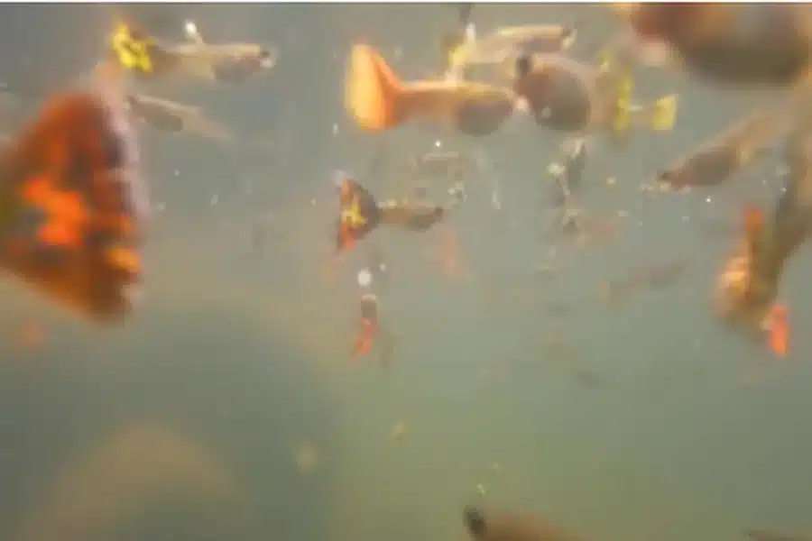 Betta Fish