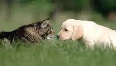 Veterinary Care