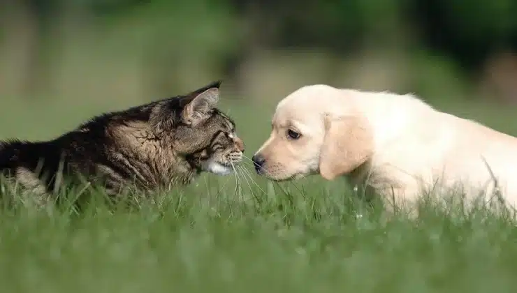 Veterinary Care