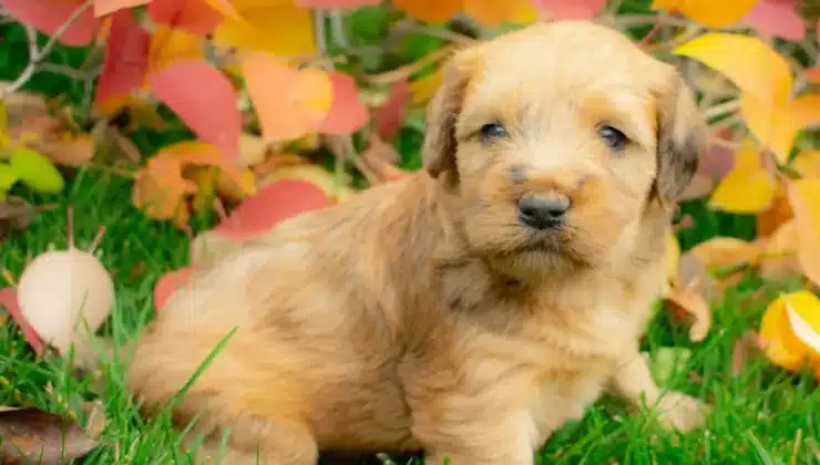 Whoodle Puppies