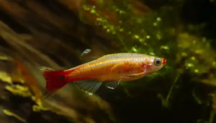 Betta Fish