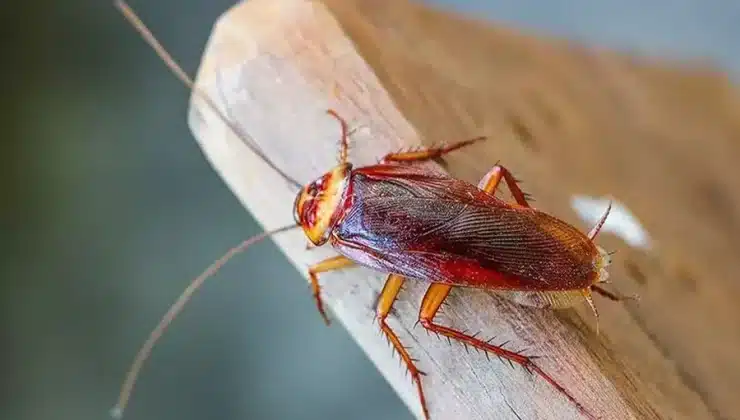cockroaches more active